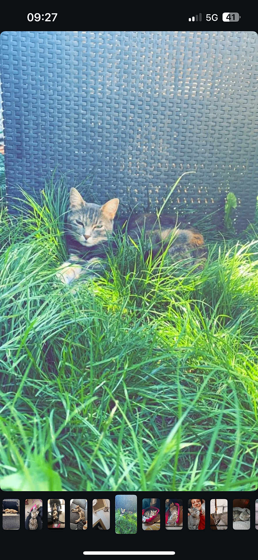 Afa participe au concours pour gagner de l'argent avec cette photo : cat, tabby, grass, outdoor, nature, relaxed, sunlight, greenery, animal, pet, feline, resting, daylight, closeup, background, woven_texture, peaceful, eyes_closed, mammal, summer