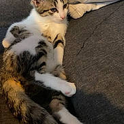 Pyta a rejoint le concours — aidez-le/la à gagner de superbes lots ! kitten, cat, tabby, white_fur, paw, pink_paw, couch, fabric, relaxed, indoor, pet, animal, feline, fur, tail, resting, close_up, cute, young, domestic_cat