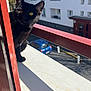 black_cat, cat, balcony, red_railing, sunlight, shadow, urban, building, window, blue_sky, pet, animal, curious, outdoor, daytime, closeup, feline, whiskers, ears, yellow_eyes