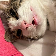 Syrius participe au concours pour gagner de l'argent avec cette photo : cat, close_up, pet, animal, whiskers, fur, pink_nose, teeth, relaxed, indoor, human_arm, pink_sleeve, tattoo, white_fur, tabby, cute, funny_expression, sleepy, resting, companion