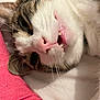 cat, close_up, pet, animal, whiskers, fur, pink_nose, teeth, relaxed, indoor, human_arm, pink_sleeve, tattoo, white_fur, tabby, cute, funny_expression, sleepy, resting, companion