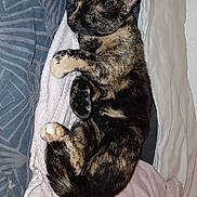 Mana a rejoint le concours — aidez-le/la à gagner de superbes lots ! cat, tortoiseshell, sleeping, blanket, bed, bedding, cozy, pet, fur, relaxation, indoor, animal, rest, paw, cute, domestic, cute_pet, soft, comfort, nap