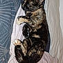 cat, tortoiseshell, sleeping, blanket, bed, bedding, cozy, pet, fur, relaxation, indoor, animal, rest, paw, cute, domestic, cute_pet, soft, comfort, nap