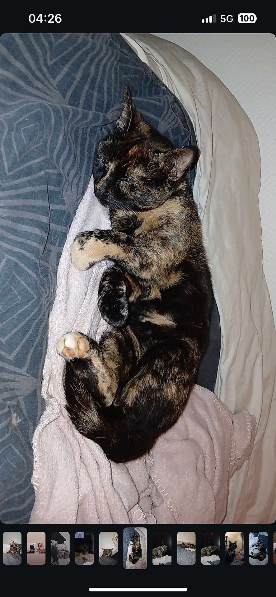 Mana a rejoint le concours — aidez-le/la à gagner de superbes lots ! cat, tortoiseshell, sleeping, blanket, bed, bedding, cozy, pet, fur, relaxation, indoor, animal, rest, paw, cute, domestic, cute_pet, soft, comfort, nap