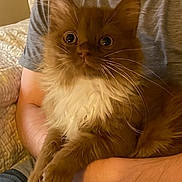 Alpha joined the competition — help win amazing prizes! cat, brown_cat, white_fur, fluffy, pet, animal, indoor, person, arms, holding, gray_shirt, curious_eyes, whiskers, fur, cute, cozy, comfort, close_up, domestic_cat, resting