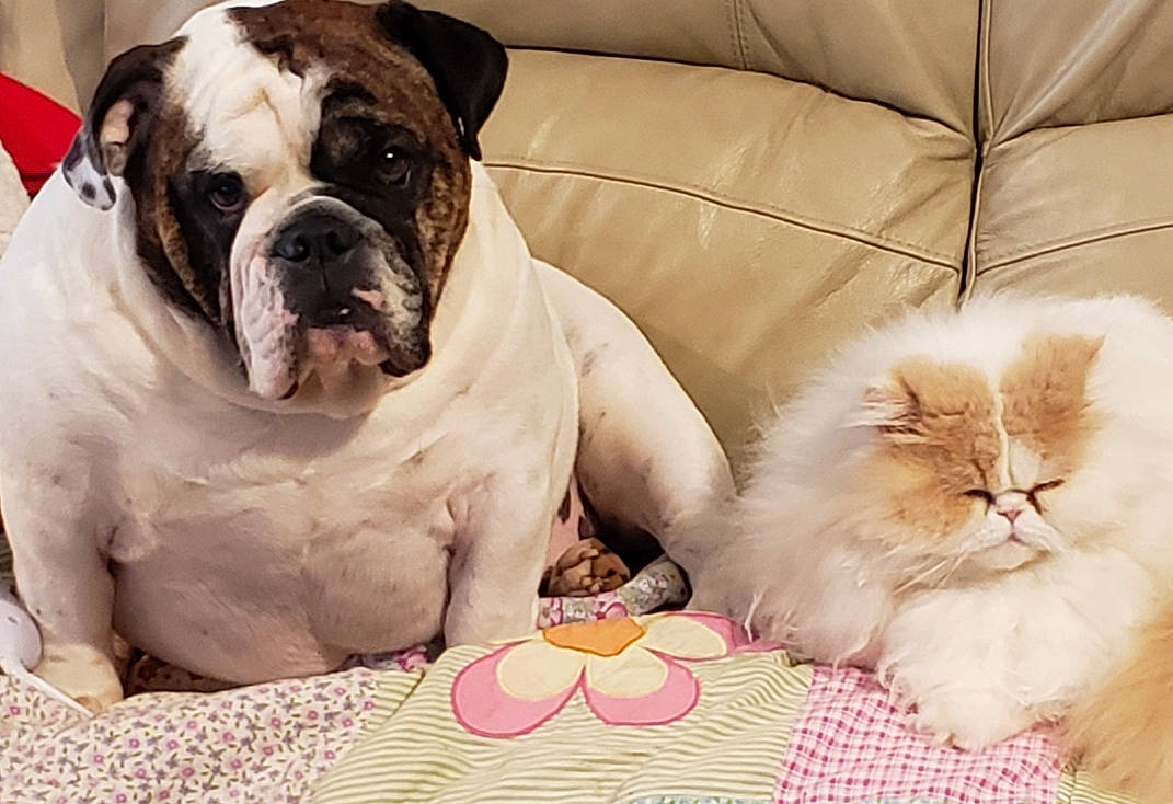 Lucilu joined the competition — help win amazing prizes! australian_bulldog, british_bulldogs, bulldog, canidae, carnivore, cat, companion_dog, dog, dog_breed, mammal, non_sporting_group, old_english_bulldog, olde_english_bulldogge, puppy, puppy_love, skin, snout, toy_bulldog, whiskers, white_english_bulldog