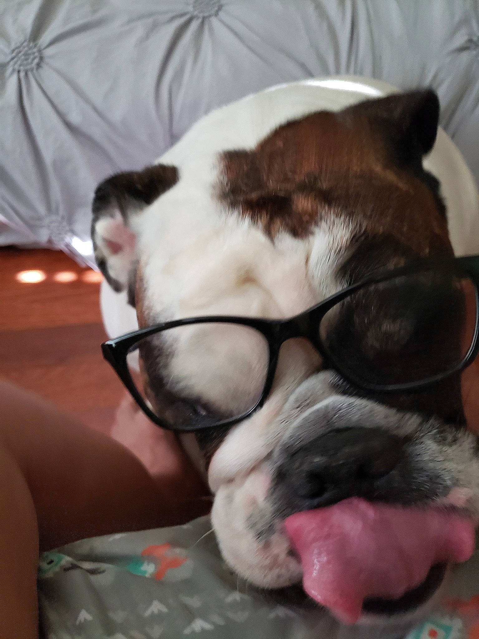 Lucilu joined the competition — help win amazing prizes! american_bulldog, australian_bulldog, boston_terrier, canidae, carnivore, companion_dog, dog, dog_breed, fawn, mammal, nap, non_sporting_group, nose, old_english_bulldog, olde_english_bulldogge, pit_bull, puppy_love, snout, toy_bulldog, valley_bulldog