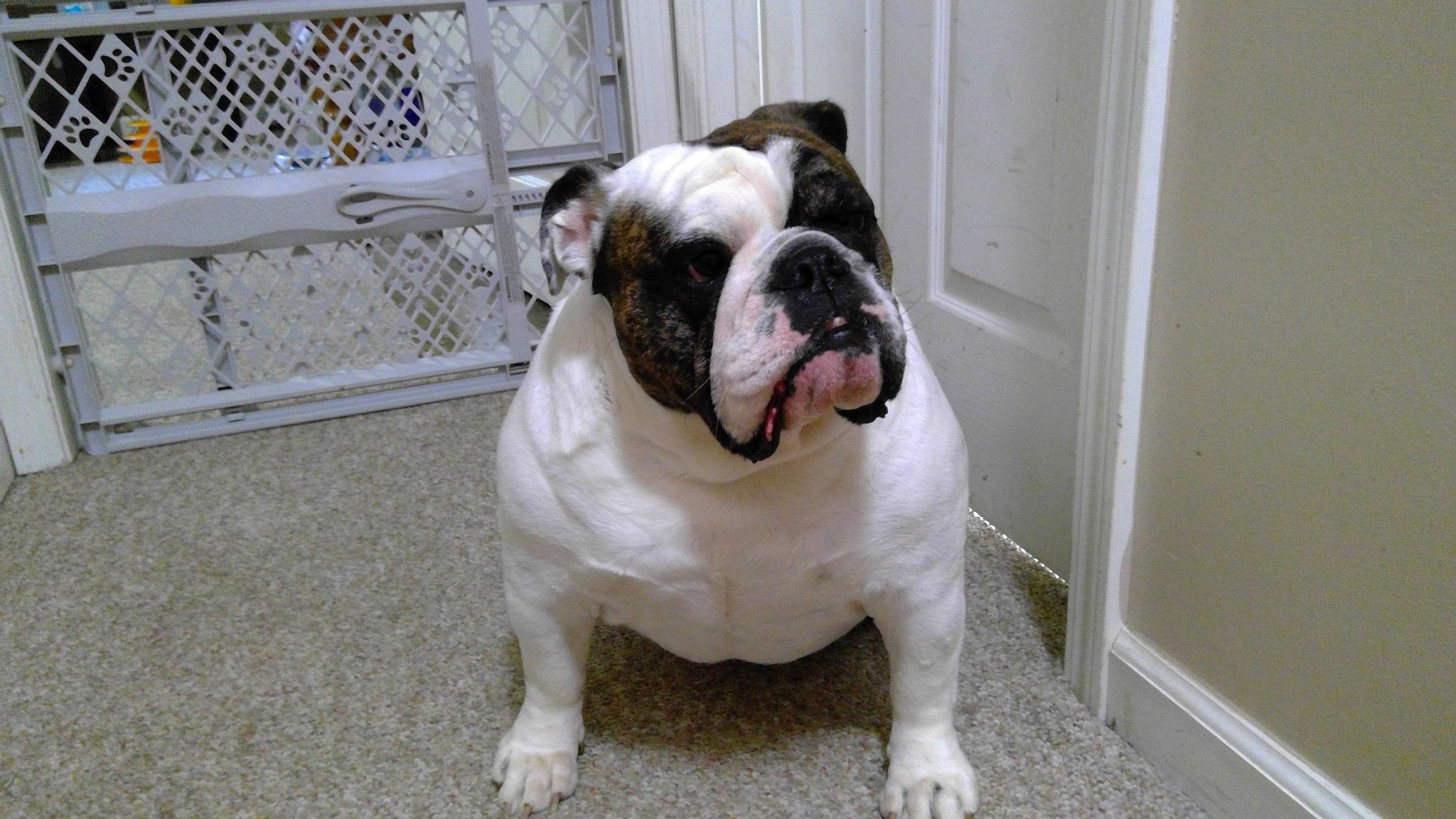 Lucilu is registered to the contest to win money with this photo: american_bulldog, australian_bulldog, british_bulldogs, bulldog, canidae, carnivore, companion_dog, dog, dog_breed, mammal, non_sporting_group, nose, old_english_bulldog, olde_english_bulldogge, skin, snout, toy_bulldog, valley_bulldog, vertebrate, white_english_bulldog