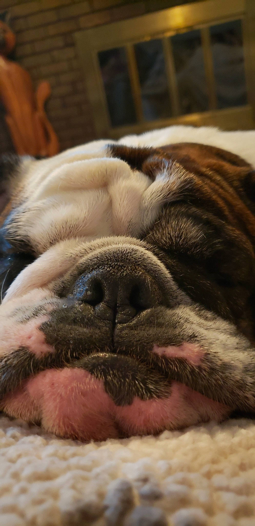 Lucilu joined the competition — help win amazing prizes! british_bulldogs, bulldog, canidae, carnivore, close_up, companion_dog, dog, dog_breed, eye, mammal, nap, nose, old_english_bulldog, olde_english_bulldogge, pug, puppy, puppy_love, skin, snout, wrinkle