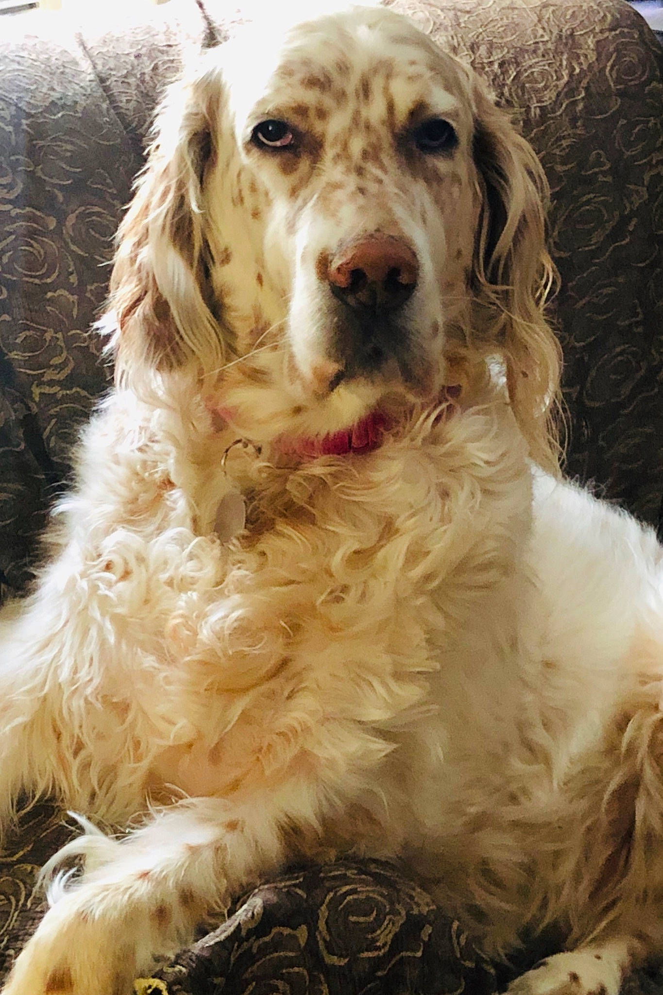 Paisley is registered to the contest to win money with this photo: canidae, carnivore, clumber_spaniel, cocker_spaniel, companion_dog, dog, dog_breed, english_setter, german_spaniel, golden_retriever, hunting_dog, irish_setter, mammal, rare_breed_dog, retriever, russian_spaniel, setter, spaniel, sporting_group, vertebrate
