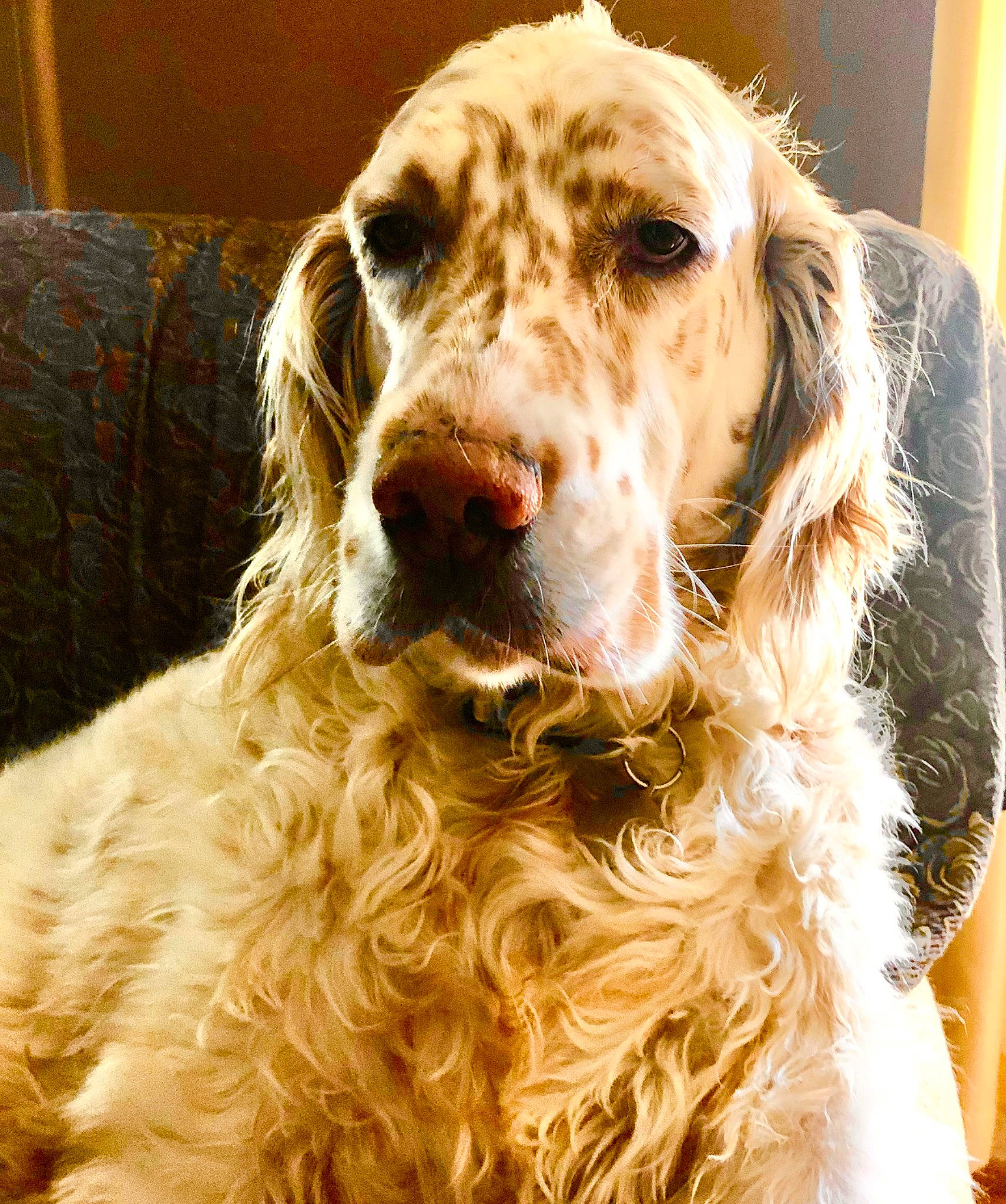 Paisley is registered to the contest to win money with this photo: canidae, carnivore, clumber_spaniel, cocker_spaniel, companion_dog, dog, dog_breed, english_cocker_spaniel, english_setter, french_spaniel, german_spaniel, irish_setter, mammal, rare_breed_dog, retriever, russian_spaniel, setter, spaniel, sporting_group, vertebrate