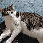 Marlo joined the competition — help win amazing prizes! cat, tabby, white_fur, carpet, indoor, pet, animal, relaxed, stretching, feline, toy, binder_clip, fur, whiskers, ears, paws, curious, closeup, laying_down, domestic_cat