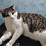 cat, tabby, white_fur, carpet, indoor, pet, animal, relaxed, stretching, feline, toy, binder_clip, fur, whiskers, ears, paws, curious, closeup, laying_down, domestic_cat
