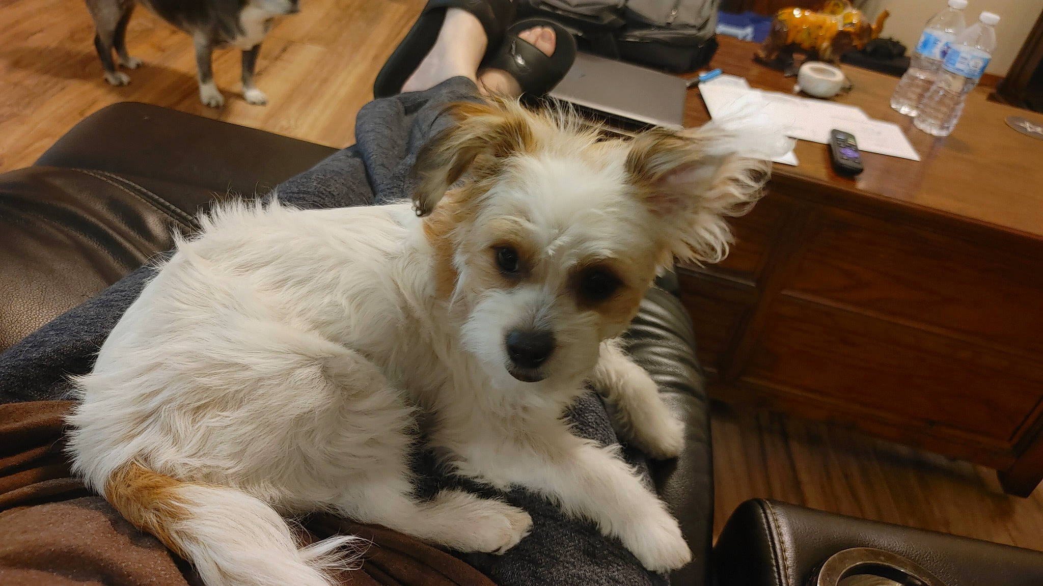 Zulema is registered to the contest to win money with this photo: biewer_terrier, carnivore, chair, companion_dog, dog, dog_breed, dog_supply, drawer, fawn, flooring, fur, furniture, hardwood, small_terrier, sporting_group, sunglasses, terrier, toy_dog, whiskers, wood