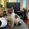 cat, kitten, gray_and_white, furry, sitting, sofa, indoors, living_room, television, houseplant, window, sunlight, portrait, pet, animal, whiskers, ears, tail, cozy, home_decor