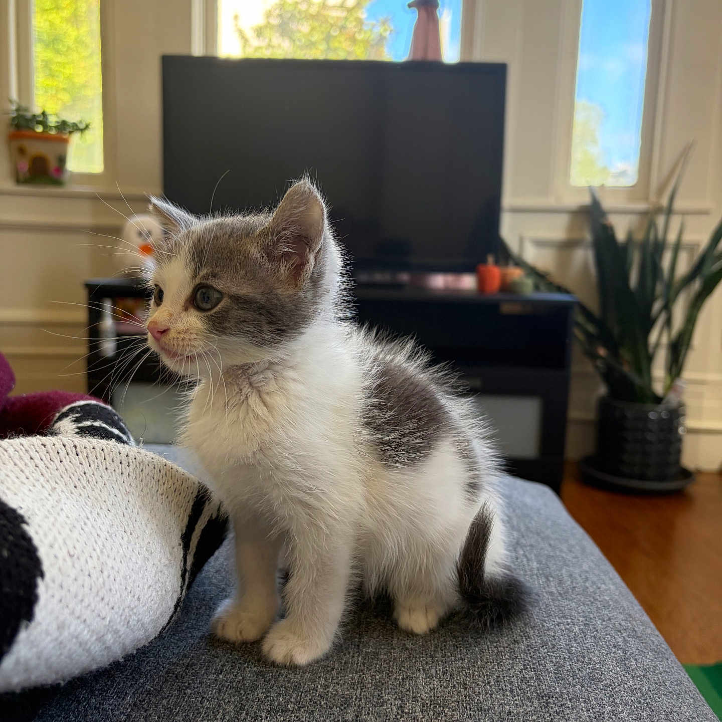 Aurelius is registered to the contest to win money with this photo: cat, kitten, gray_and_white, furry, sitting, sofa, indoors, living_room, television, houseplant, window, sunlight, portrait, pet, animal, whiskers, ears, tail, cozy, home_decor