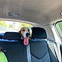 Happy participe au concours pour gagner de l'argent avec cette photo : backseat, black_seat, canine, car_interior, daytime, dog, happy, headrest, outdoor_view, pet, road_trip, seat, seatbelt, suburban, sunlight, tongue_out, transportation, travel, vehicle, window