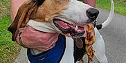 Happy a rejoint le concours — aidez-le/la à gagner de superbes lots ! animal, canine, casual_clothing, dog, grass, greenery, hand, happy, harness, interaction, leash, nature, outdoor, path, people, pet, road, smiling, tree, walking