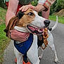 animal, canine, casual_clothing, dog, grass, greenery, hand, happy, harness, interaction, leash, nature, outdoor, path, people, pet, road, smiling, tree, walking