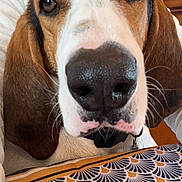 Happy participe au concours pour gagner de l'argent avec cette photo : animal, brown, close_up, collar, companion, cute, dog, ears, expression, face, fur, indoor, nose, partial_face, pattern, person, pet, portrait, tablecloth, white