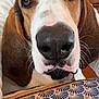 animal, brown, close_up, collar, companion, cute, dog, ears, expression, face, fur, indoor, nose, partial_face, pattern, person, pet, portrait, tablecloth, white