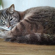 Popy a rejoint le concours — aidez-le/la à gagner de superbes lots ! cat, feline, tabby, pet, fur, whiskers, green_eyes, resting, curled_up, paws, tail, close_up, portrait, indoor, wooden_surface, plant, wall, sleepy, cozy, tabletop