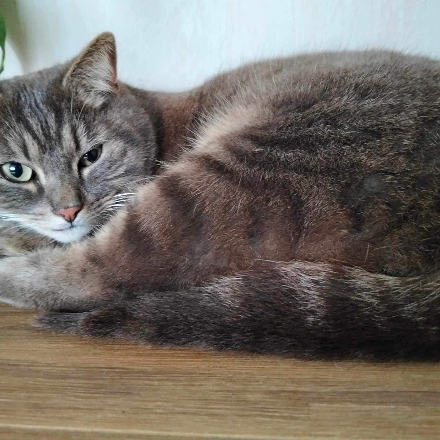 Popy a rejoint le concours — aidez-le/la à gagner de superbes lots ! cat, close_up, cozy, curled_up, feline, fur, green_eyes, indoor, paws, pet, plant, portrait, resting, sleepy, tabby, tabletop, tail, wall, whiskers, wooden_surface