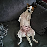 Carole Chalouas a rejoint le concours — aidez-le/la à gagner de superbes lots ! dog, couch, pet, relaxed, lying_down, indoor, blanket, fur, ears, tail, spots, white_fur, brown_fur, canine, comfortable, pillows, resting, domestic_animal, home, animal