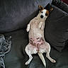 dog, couch, pet, relaxed, lying_down, indoor, blanket, fur, ears, tail, spots, white_fur, brown_fur, canine, comfortable, pillows, resting, domestic_animal, home, animal