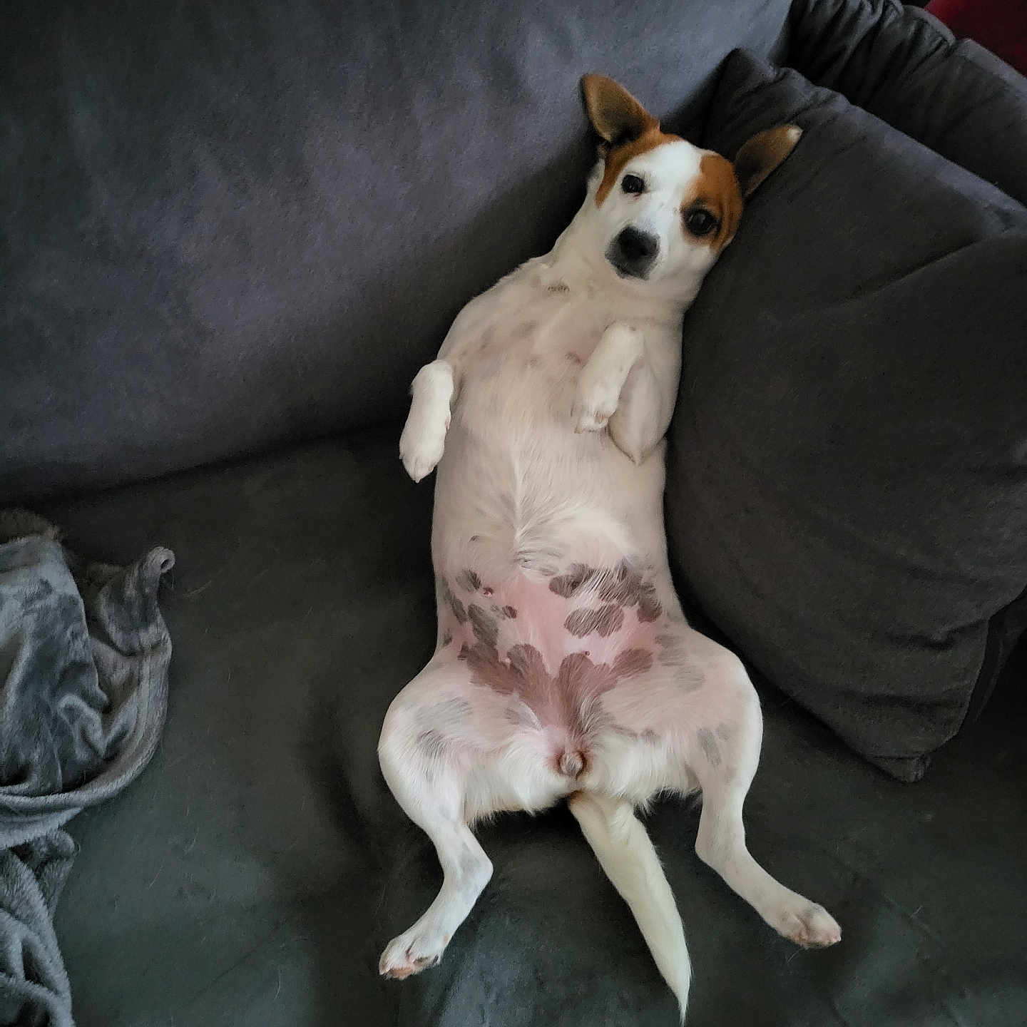 Carole Chalouas a rejoint le concours — aidez-le/la à gagner de superbes lots ! dog, couch, pet, relaxed, lying_down, indoor, blanket, fur, ears, tail, spots, white_fur, brown_fur, canine, comfortable, pillows, resting, domestic_animal, home, animal