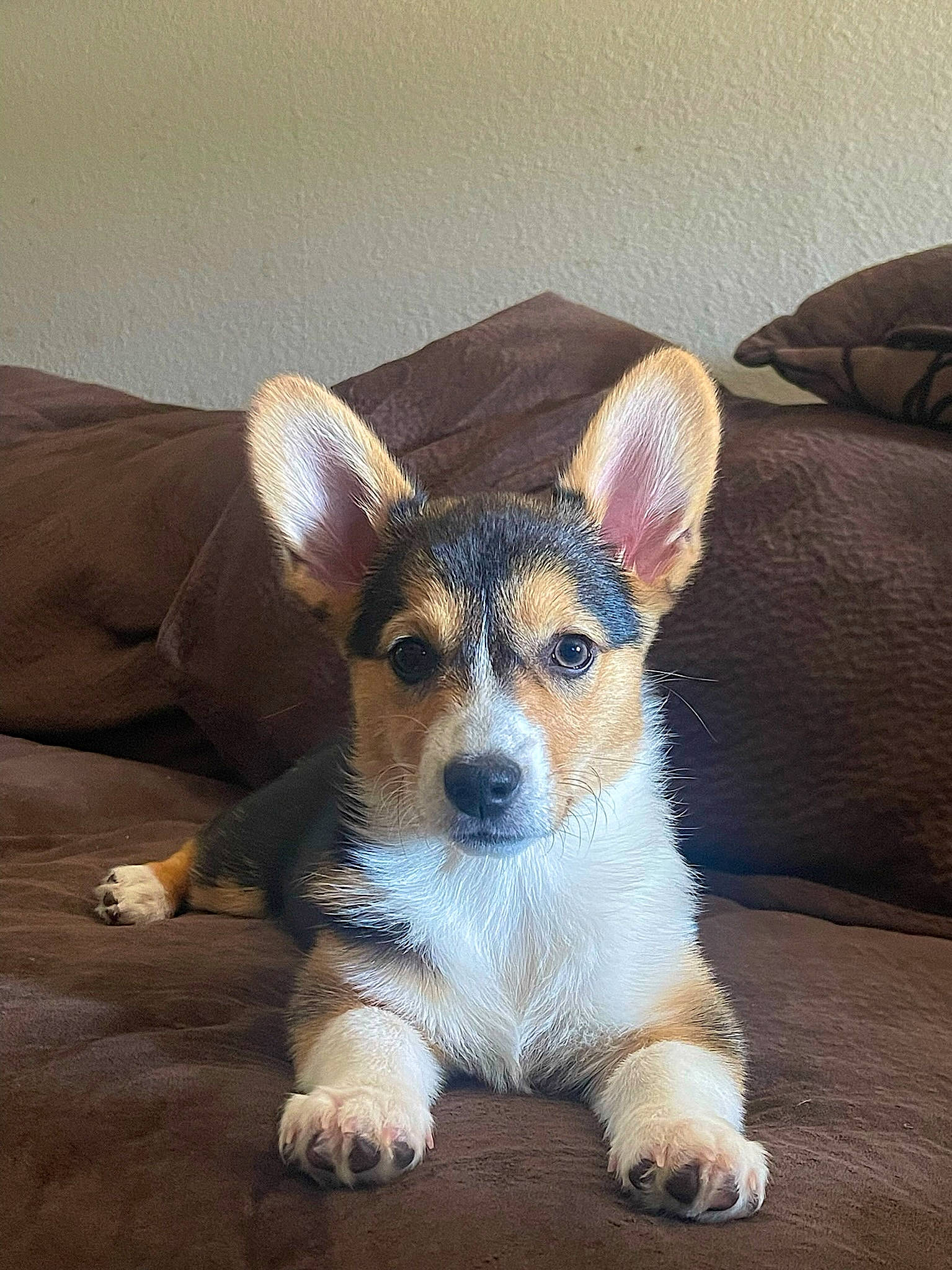 Olive is registered to the contest to win money with this photo: art, canidae, carnivore, comfort, companion_dog, couch, dog, dog_breed, flooring, paw, puppy, snout, sporting_group, terrestrial_animal, whiskers, wood, working_animal