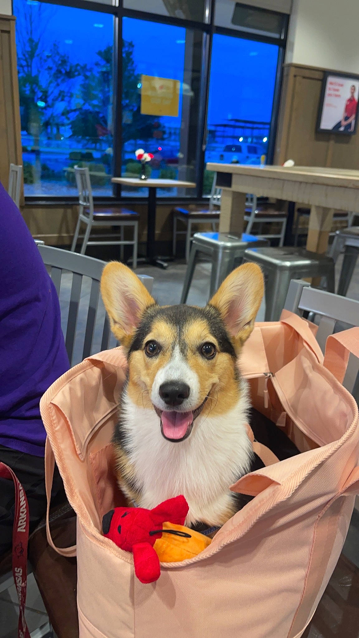 Olive is registered to the contest to win money with this photo: canidae, carnivore, chair, companion_dog, desk, dog, dog_breed, dog_supply, event, fawn, flooring, fun, fur, furniture, recreation, room, snout, sporting_group, table, television