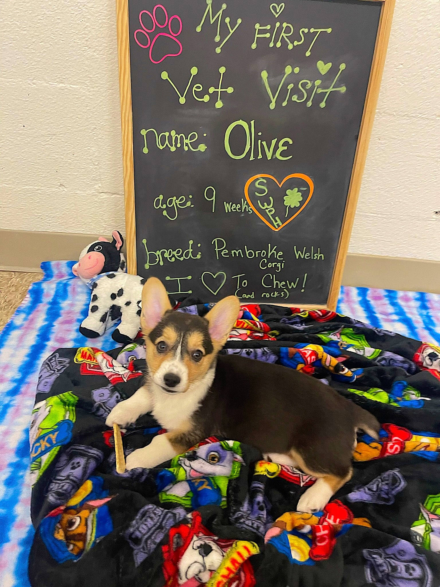 Olive joined the competition — help win amazing prizes! blackboard, canidae, carnivore, chalk, chihuahua, companion_dog, dog, dog_breed, dog_supply, event, fawn, handwriting, linens, party_supply, pet_supply, room, stuffed_toy, toy, toy_dog, vertebrate
