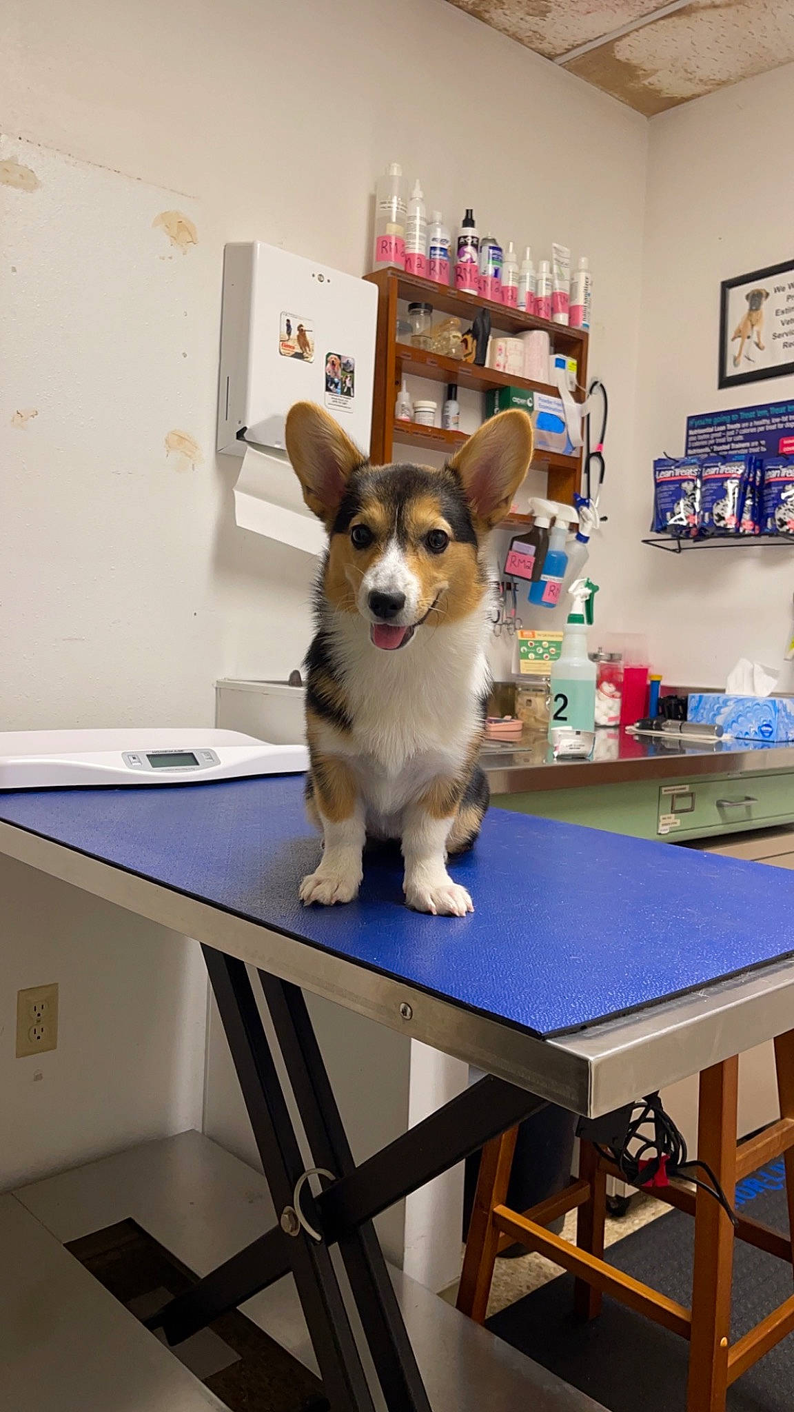 Olive is registered to the contest to win money with this photo: bookcase, canidae, carnivore, companion_dog, desk, dog, dog_breed, flooring, fur, furniture, interior_design, picture_frame, room, shelf, shelving, sporting_group, table, tail, toy_dog, wood