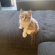 Rio a rejoint le concours — aidez-le/la à gagner de superbes lots ! kitten, cat, pet, fluffy, indoor, couch, gray, fur, cute, animal, curious, young, soft, domestic, living_room, wood_floor, furniture, sunlight, cozy, sitting