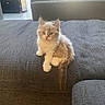kitten, cat, pet, fluffy, indoor, couch, gray, fur, cute, animal, curious, young, soft, domestic, living_room, wood_floor, furniture, sunlight, cozy, sitting