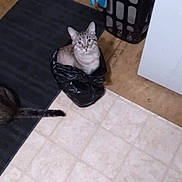 Puss joined the competition — help win amazing prizes! cat, plastic_bag, floor, tile_floor, black_mat, curious, looking_up, indoor, pet, animal, tabby_cat, tail, household, laundry_basket, wood_floor, domestic, feline, cute, sitting, home