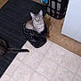 cat, plastic_bag, floor, tile_floor, black_mat, curious, looking_up, indoor, pet, animal, tabby_cat, tail, household, laundry_basket, wood_floor, domestic, feline, cute, sitting, home