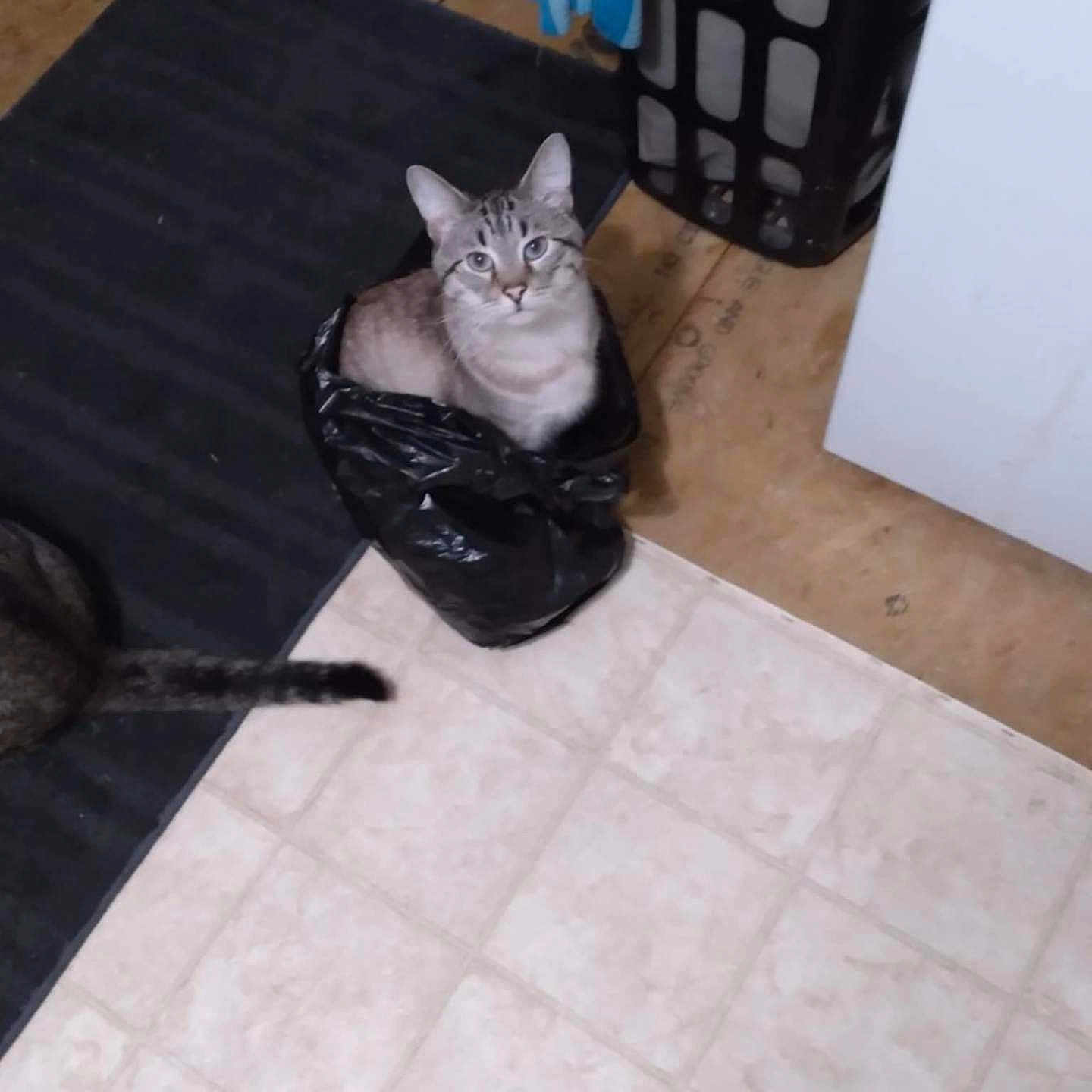 Puss joined the competition — help win amazing prizes! animal, black_mat, cat, curious, cute, domestic, feline, floor, home, household, indoor, laundry_basket, looking_up, pet, plastic_bag, sitting, tabby_cat, tail, tile_floor, wood_floor