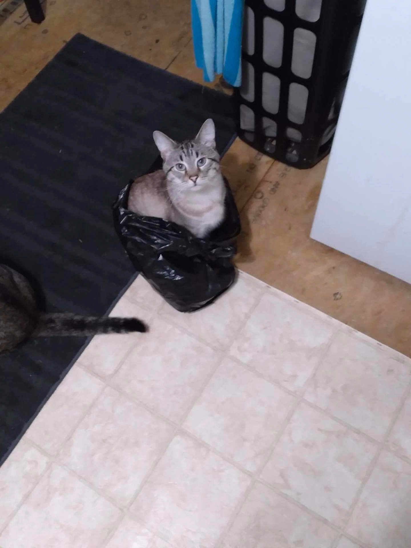 Puss