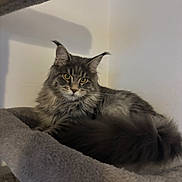 Saber joined the competition — help win amazing prizes! cat, feline, fluffy, gray_cat, yellow_eyes, pet, indoor, cozy, resting, cat_tree, fur, whiskers, ears, animal, cute, portrait, domestic_cat, relaxed, soft, mammal