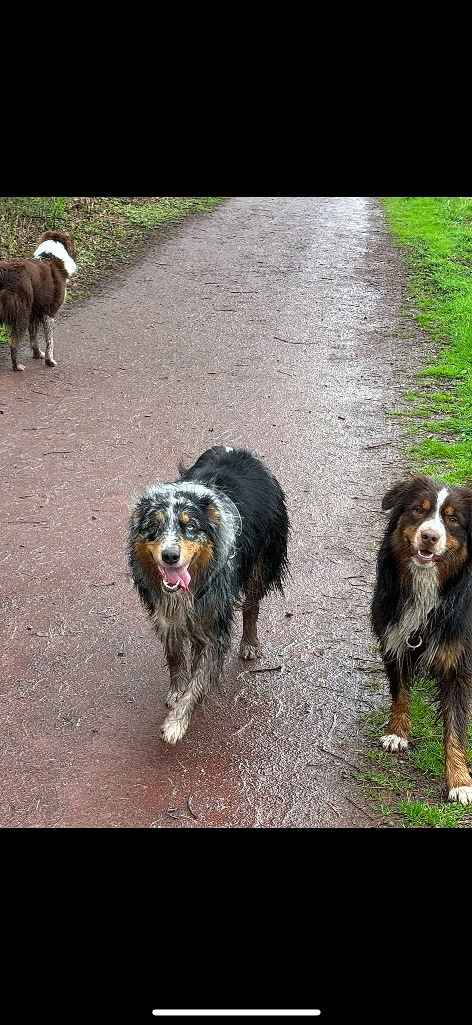 Sanga participe au concours pour gagner de l'argent avec cette photo : asphalt, automotive_tire, canidae, carnivore, companion_dog, dog, dog_breed, fur, grass, herding_dog, liver, mammal, road_surface, snout, sporting_group, terrestrial_animal, vertebrate, water_dog, working_animal, working_dog