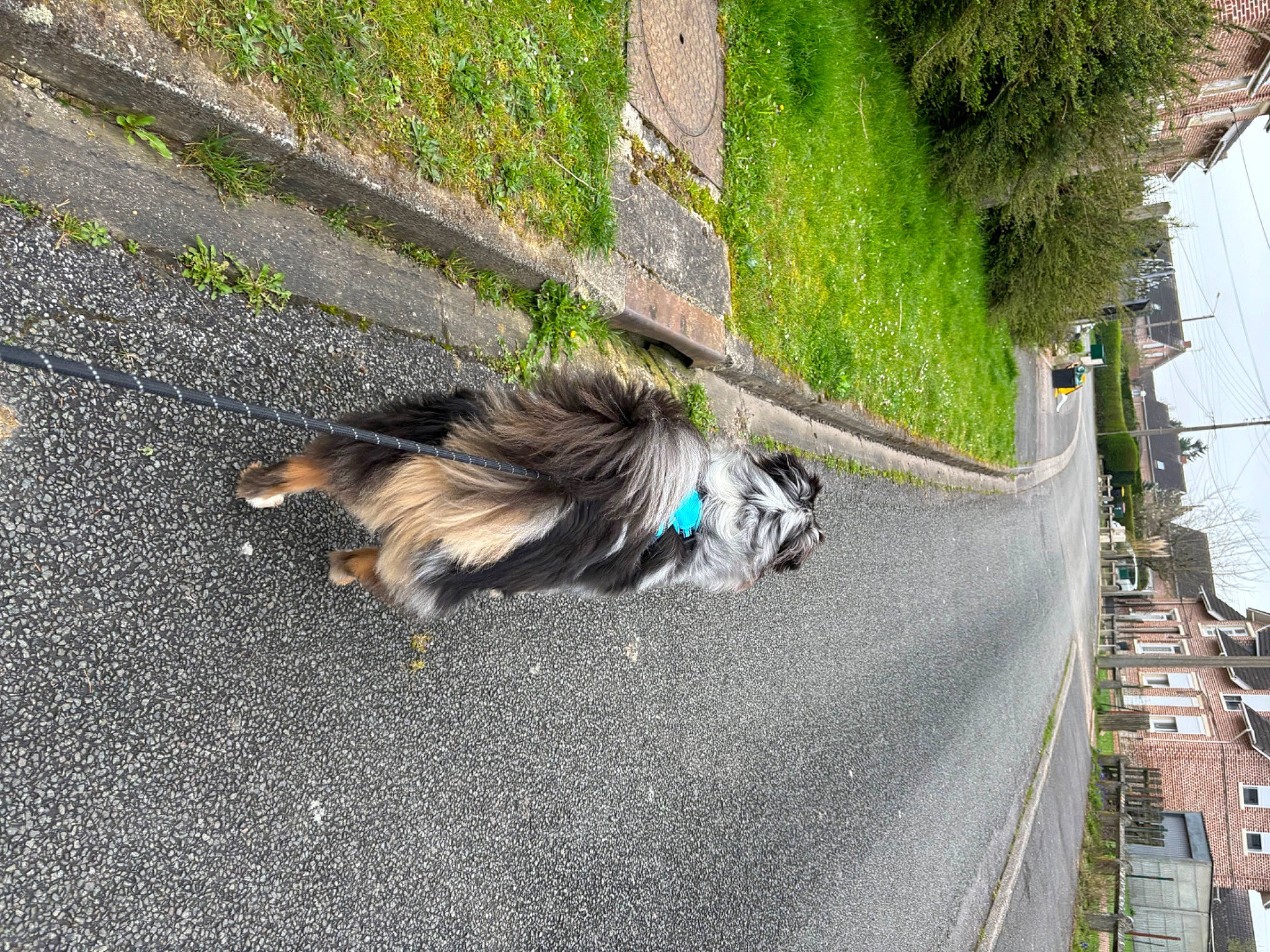 Sanga participe au concours pour gagner de l'argent avec cette photo : asphalt, canidae, carnivore, city, companion_dog, dog, dog_breed, driveway, fawn, grass, leash, plant, road, road_surface, sidewalk, sky, slope, street, tail, tree