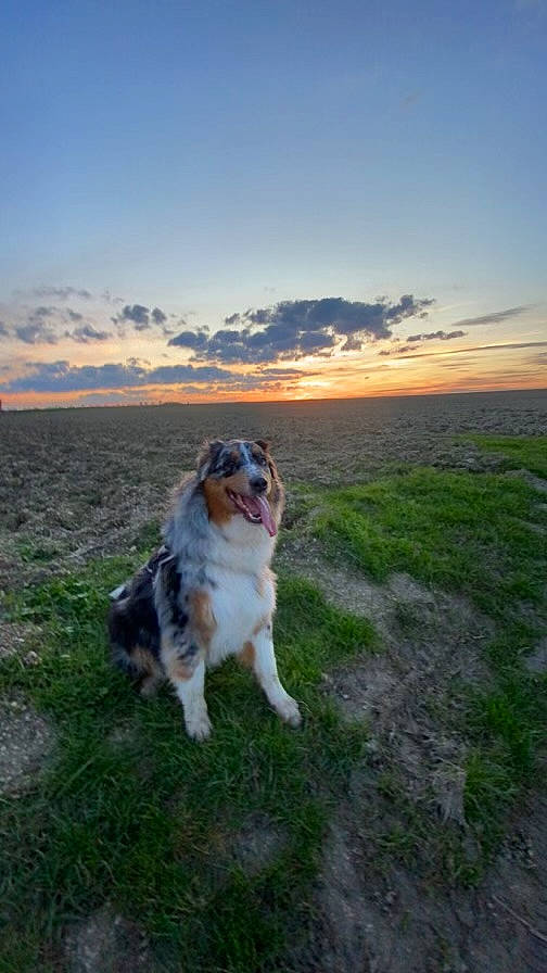 Sanga a rejoint le concours — aidez-le/la à gagner de superbes lots ! carnivore, cloud, companion_dog, dog, dog_breed, evening, fawn, field, grass, grassland, gun_dog, horizon, landscape, moscow_watchdog, natural_landscape, plant, sky, sporting_group, tail, tree
