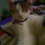 Lucipur is registered to the contest to win money with this photo: animal, bed, blurred, cat, closeup, collar, cozy, dim, domestic, feline, fur, indoor, paw, pet, relaxed, resting, sleepy, soft, stretching, whiskers