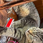 Banchee joined the competition — help win amazing prizes! animal, cat, closeup, clutter, cotton_swabs, domestic, feline, fur, household_items, indoor, nail_clipper, nail_polish, paw, pet, relaxed, resting, sleeping, striped, tabby, wooden_surface