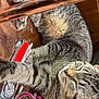 animal, cat, closeup, clutter, cotton_swabs, domestic, feline, fur, household_items, indoor, nail_clipper, nail_polish, paw, pet, relaxed, resting, sleeping, striped, tabby, wooden_surface