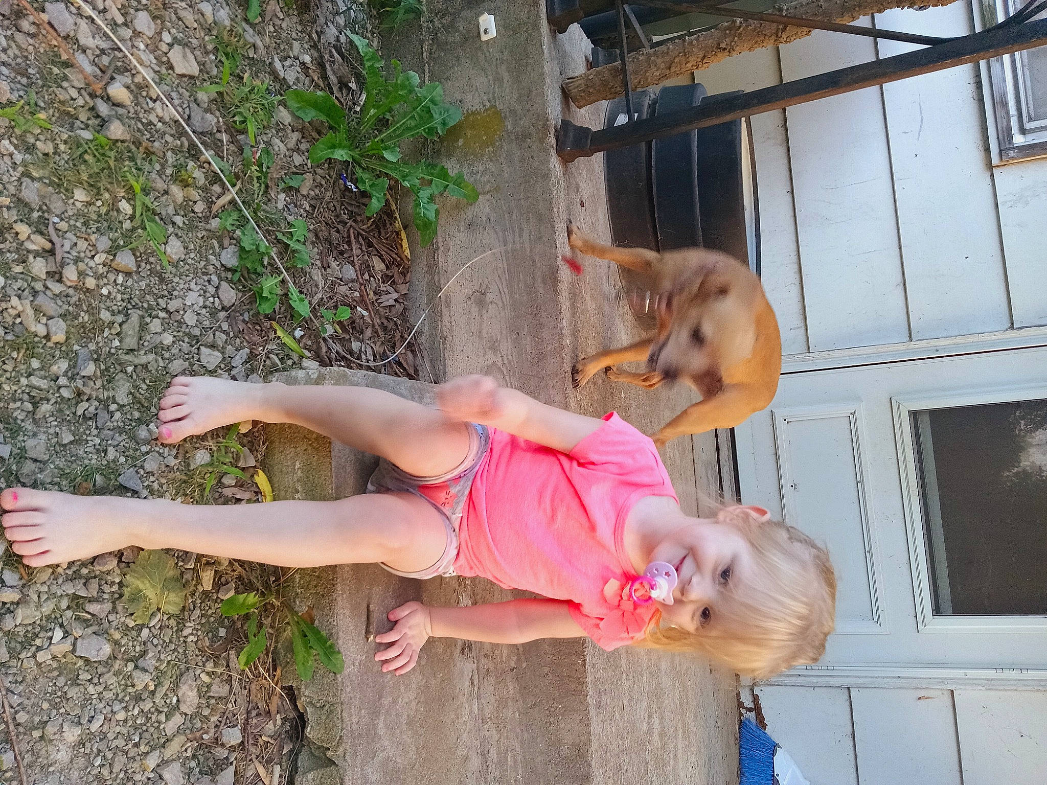 Harmony is registered to the contest to win money with this photo: companion_dog, dog, dog_breed, door, fawn, fun, grass, human_leg, joy, leisure, person, plant, smile, tail, thigh, tree, window