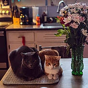 Cosmo And Jazzy joined the competition — help win amazing prizes! cat, gray_cat, orange_cat, table, kitchen, flowers, vase, mat, indoor, pets, feline, domestic_animals, relaxing, cozy, still_life, wooden_table, houseplants, natural_light, home, decor