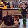 cat, gray_cat, orange_cat, table, kitchen, flowers, vase, mat, indoor, pets, feline, domestic_animals, relaxing, cozy, still_life, wooden_table, houseplants, natural_light, home, decor